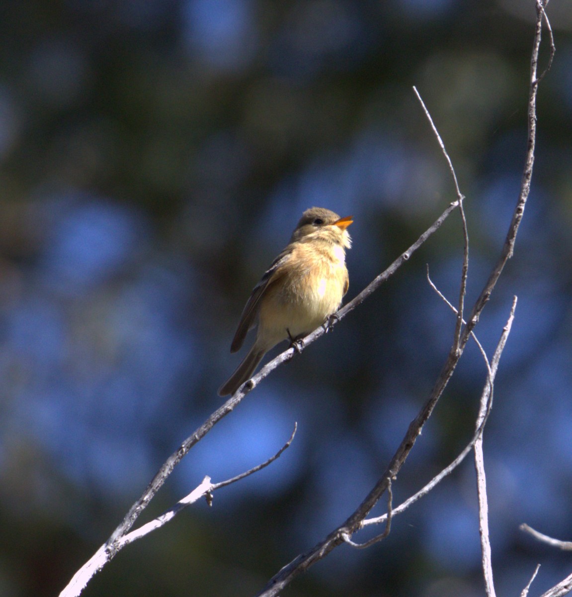 Buff-breasted Flycatcher - Tim Murphy