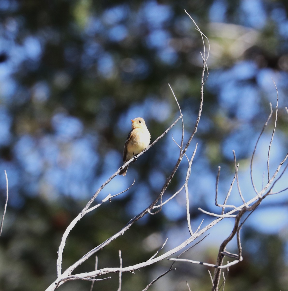 Buff-breasted Flycatcher - Tim Murphy