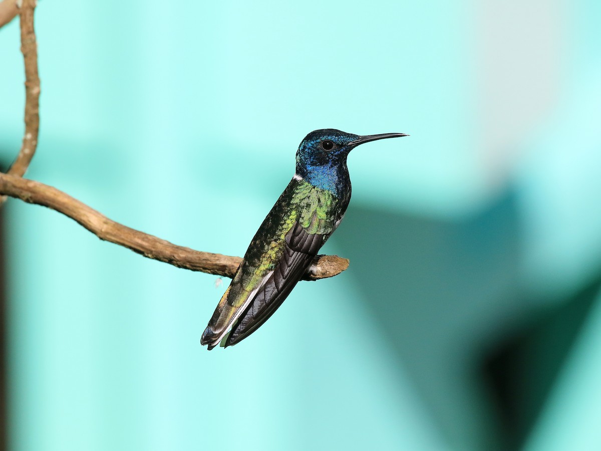 White-necked Jacobin - ML617849092