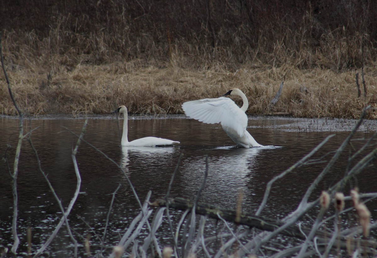 Trumpeter Swan - ML617849097