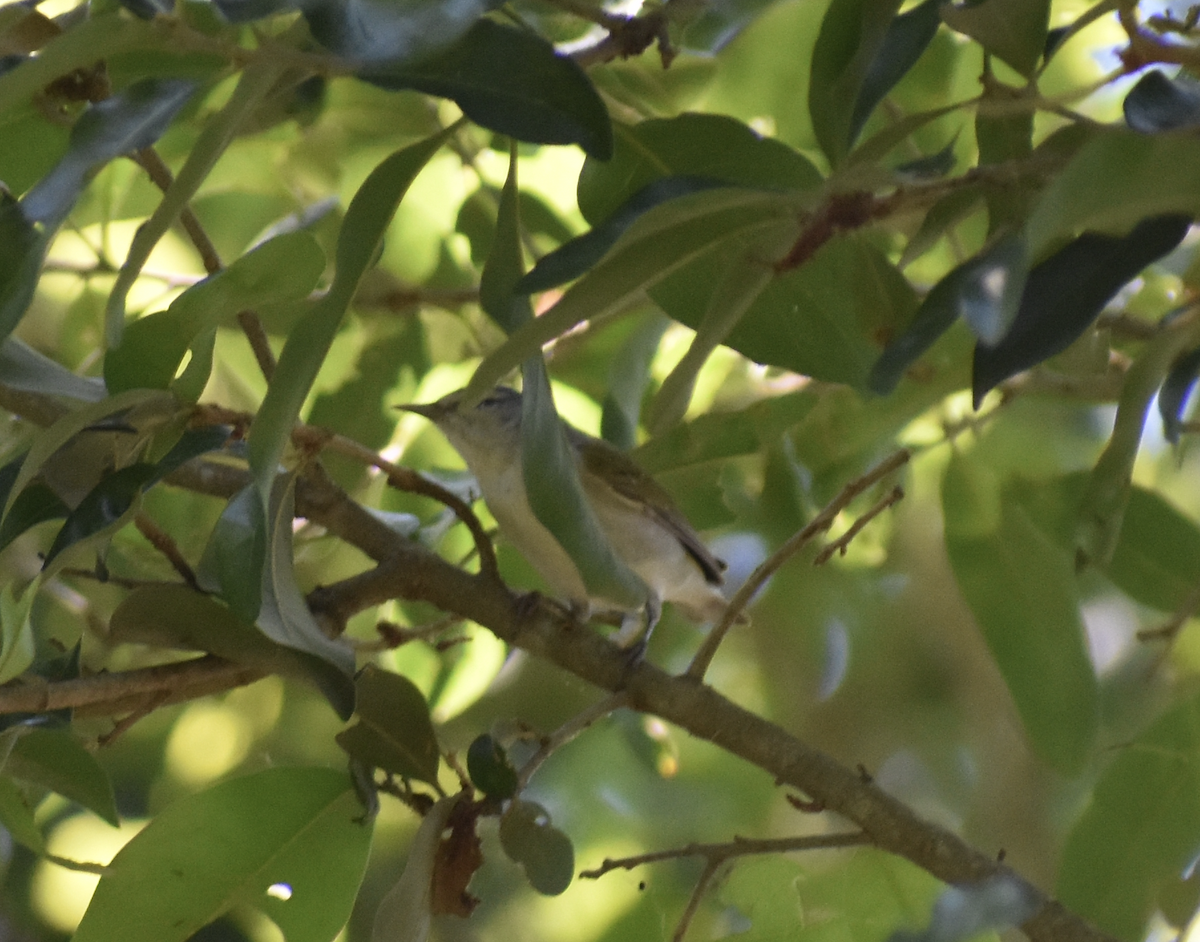 Tennessee Warbler - Nick Elstrott