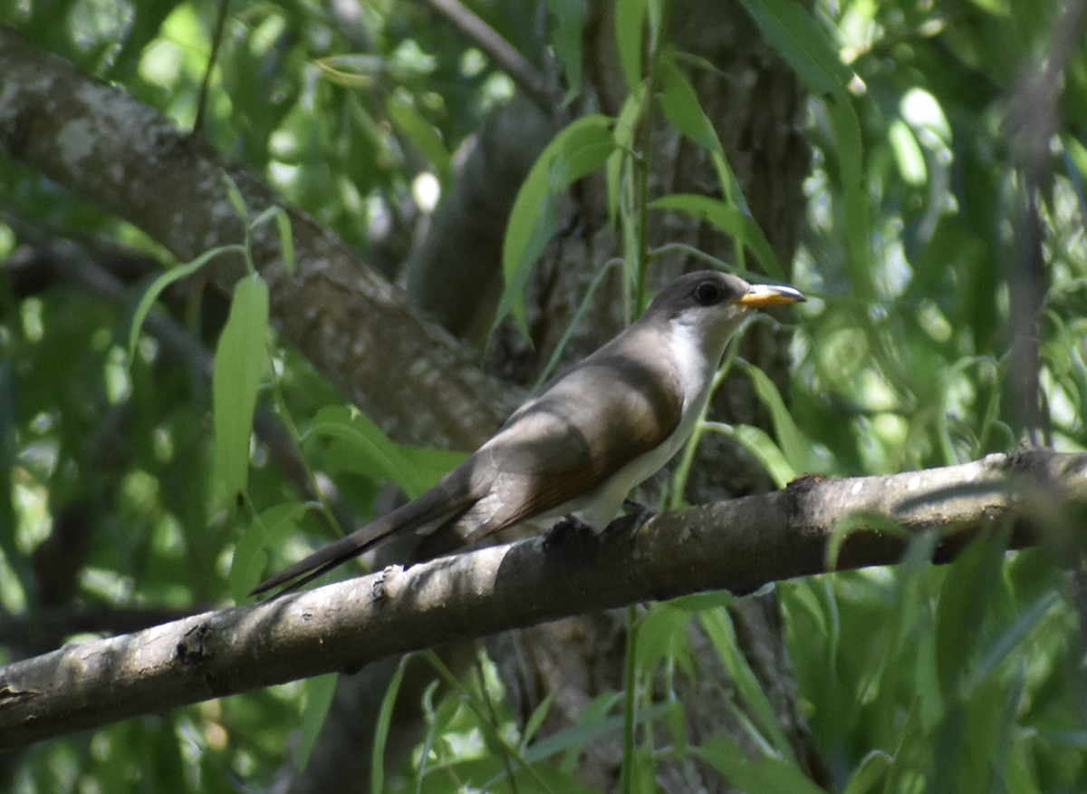 Yellow-billed Cuckoo - Nick Elstrott