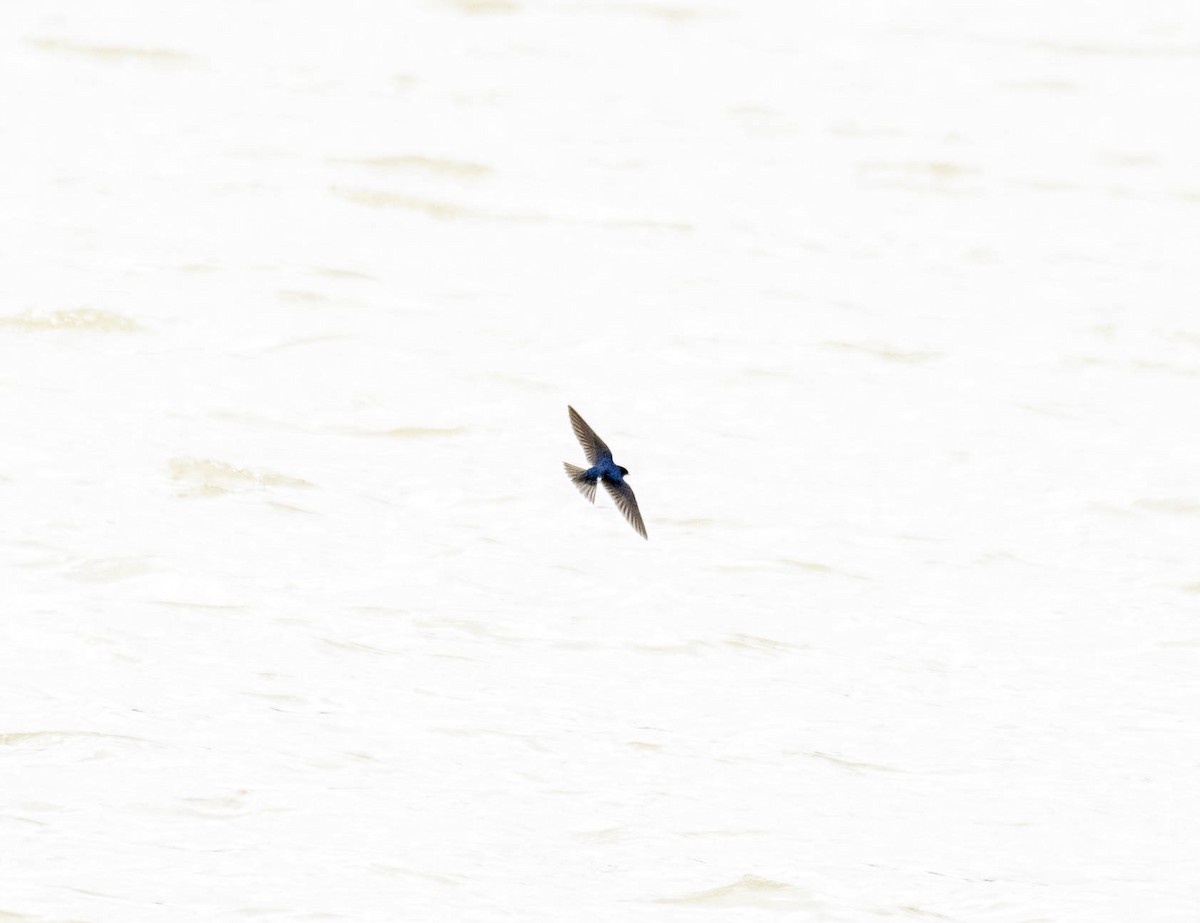 Tree Swallow - ML617849158