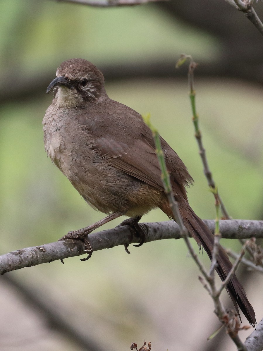 California Thrasher - ML617849165
