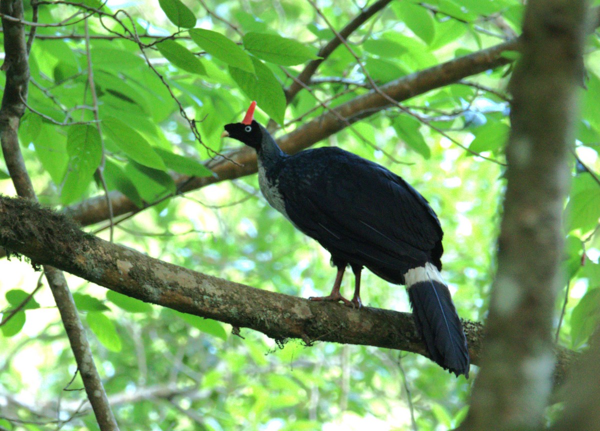 Horned Guan - Josue  de León Lux (Birding Guide) josuedeleonlux@gmail.com +502 3068 8988