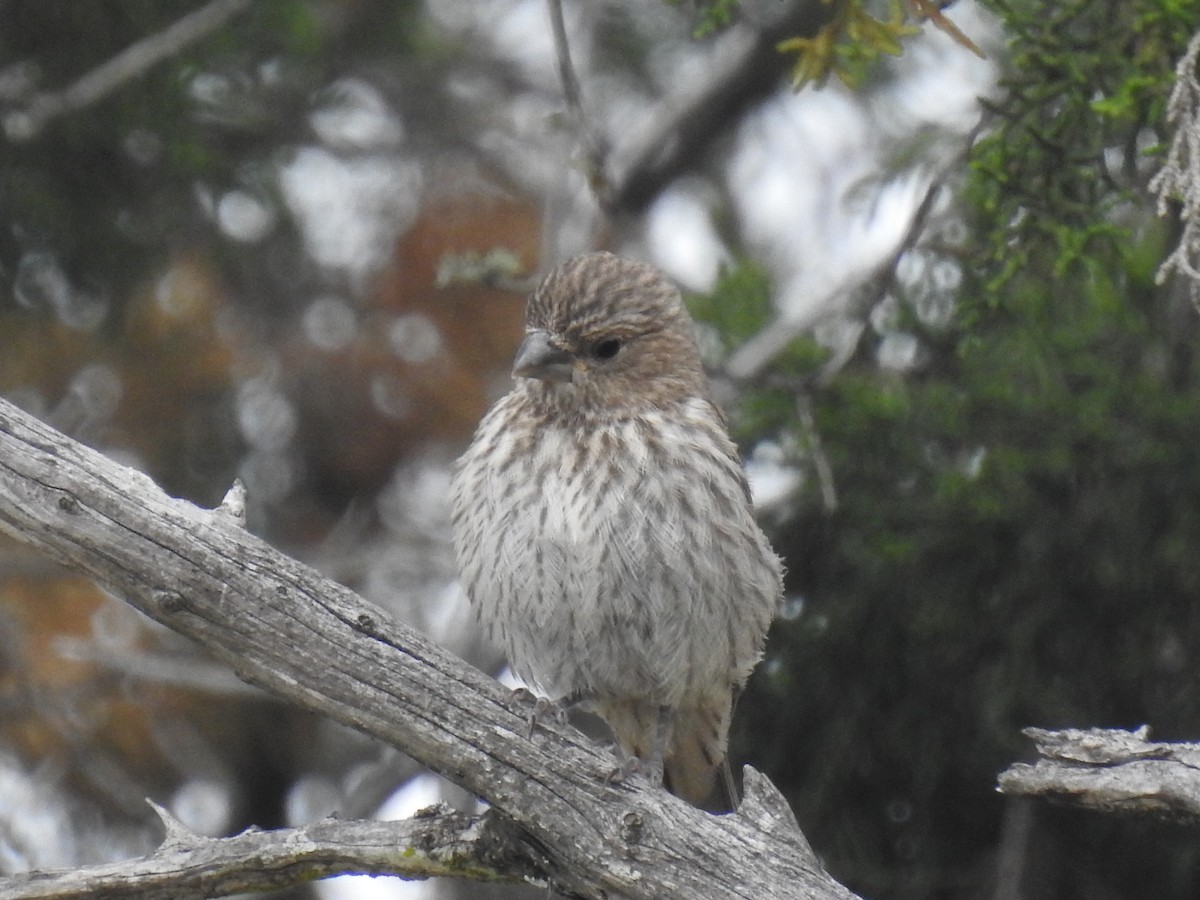 House Finch - ML617849215