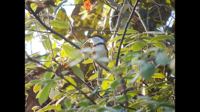 Chestnut-sided Shrike-Vireo - ML617849250