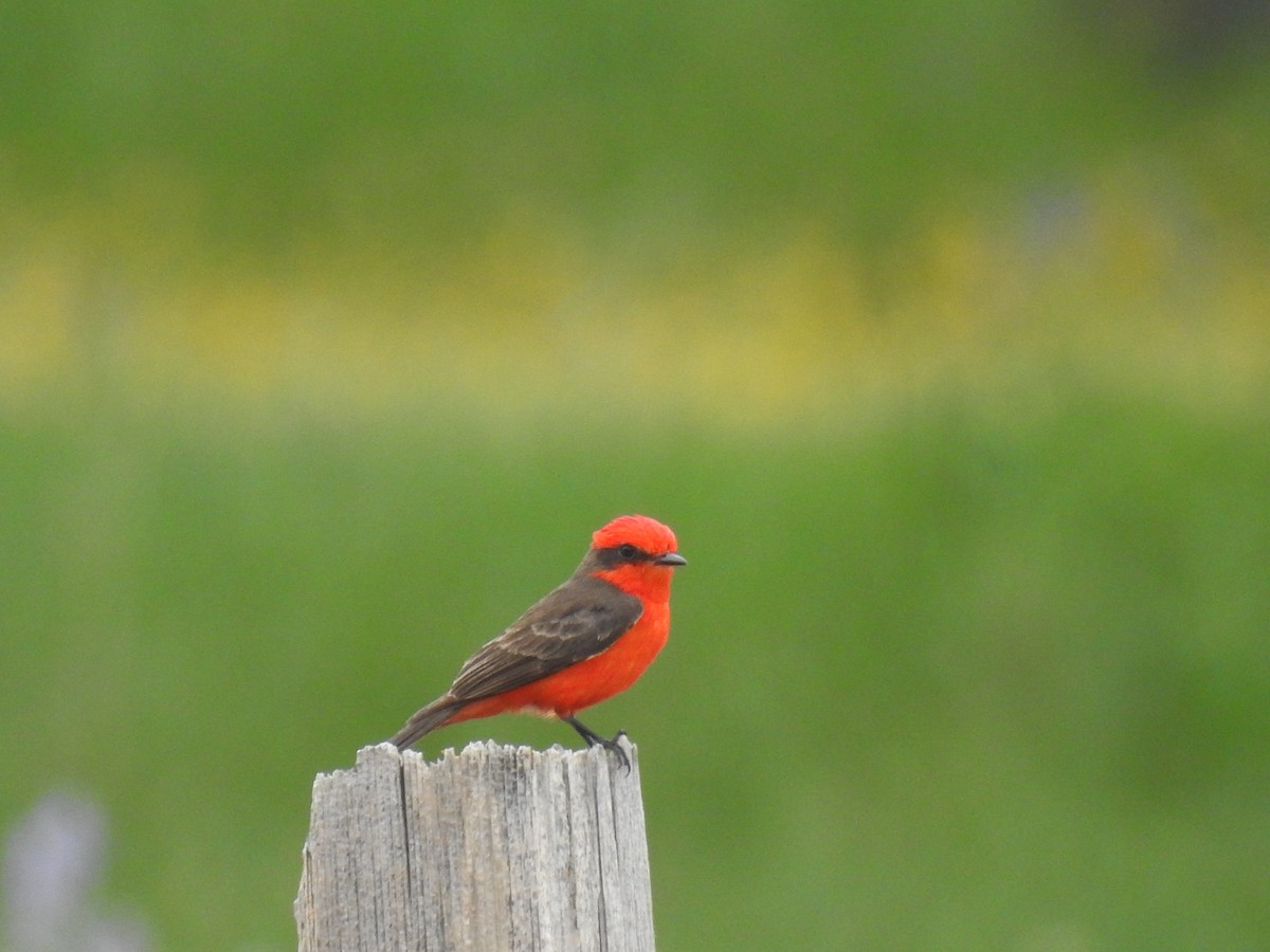 Vermilion Flycatcher - ML617849260