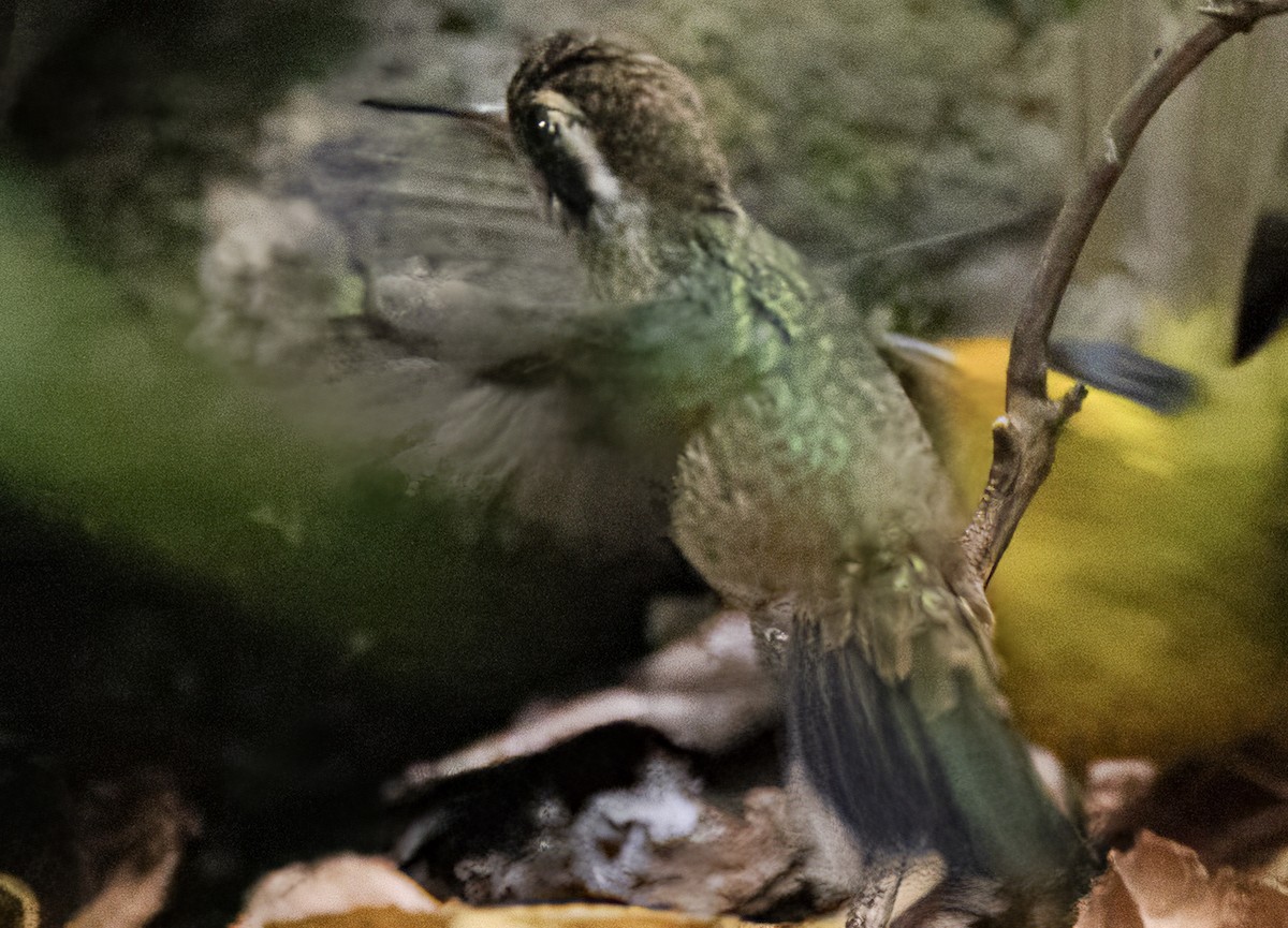 White-eared Hummingbird - ML617849274