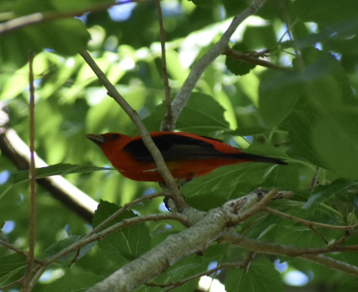 Scarlet Tanager - Nick Elstrott