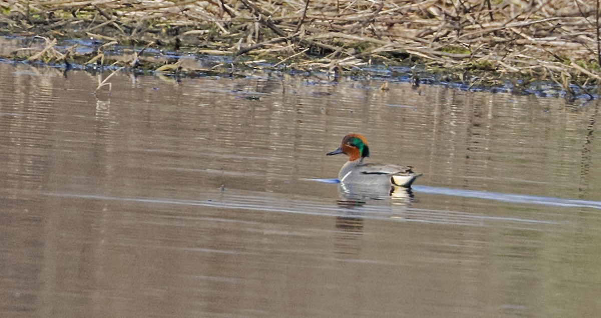 Green-winged Teal - ML617849297