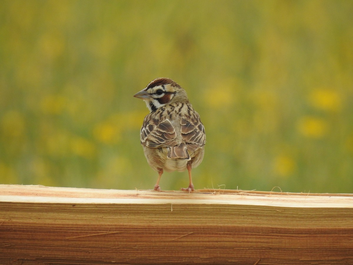 Lark Sparrow - ML617849303