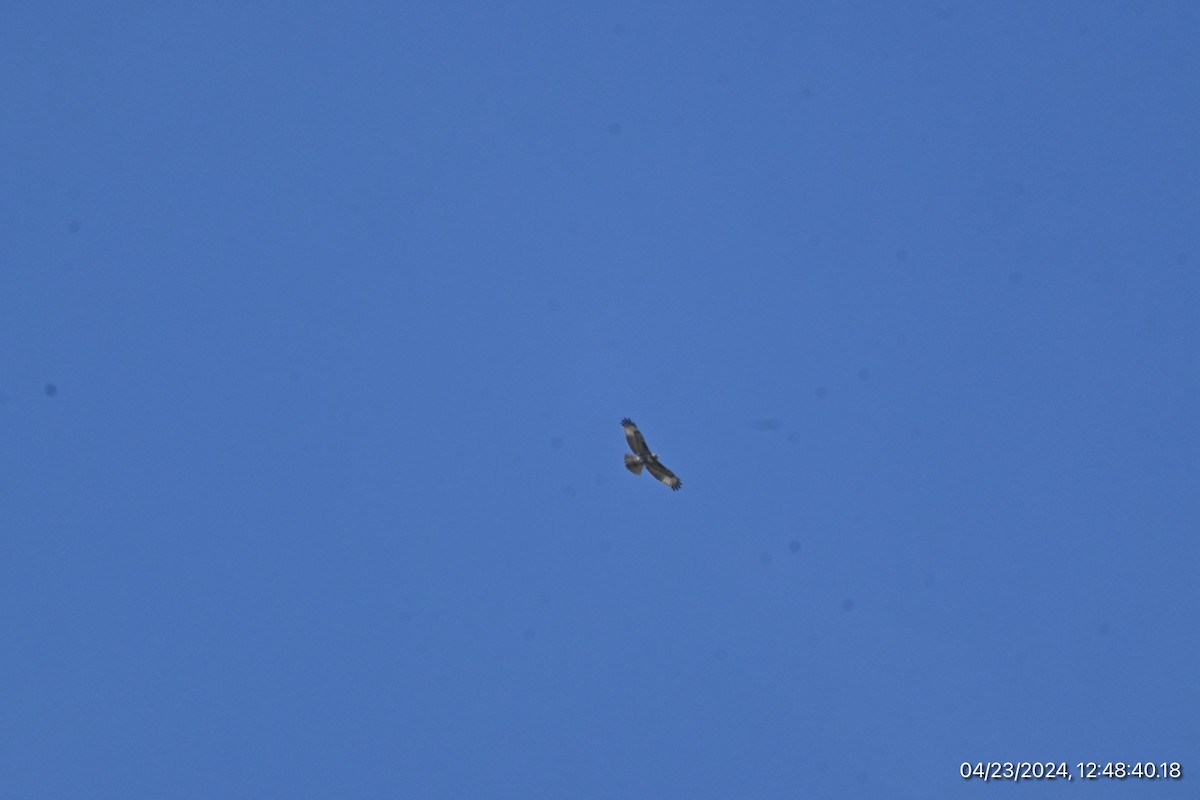 Red-tailed Hawk - Spencer Parsons