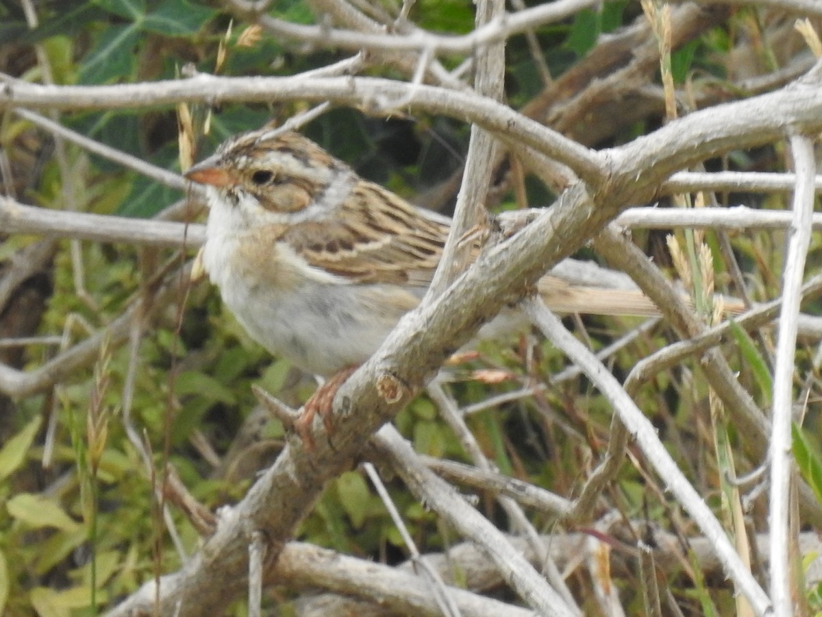 Clay-colored Sparrow - Greg Steeves