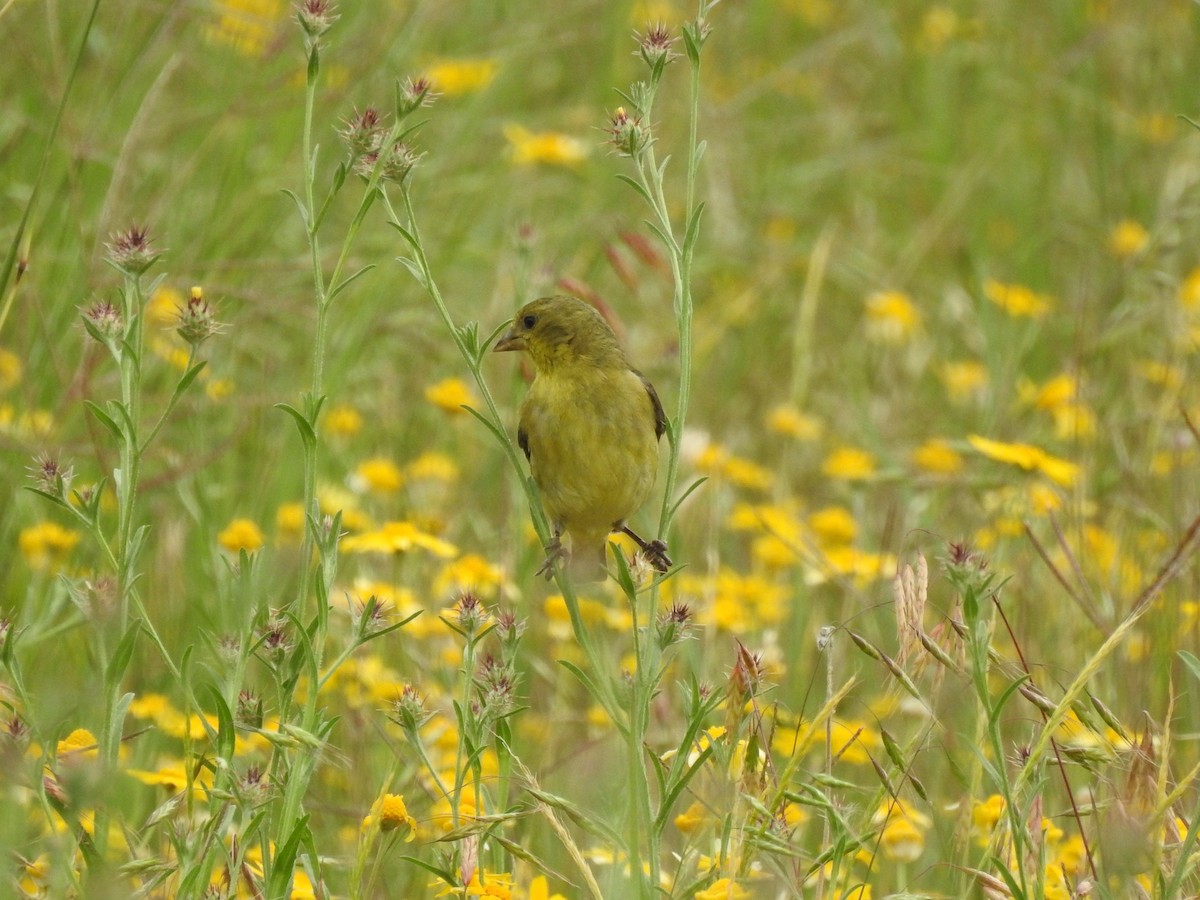 Lesser Goldfinch - ML617849339