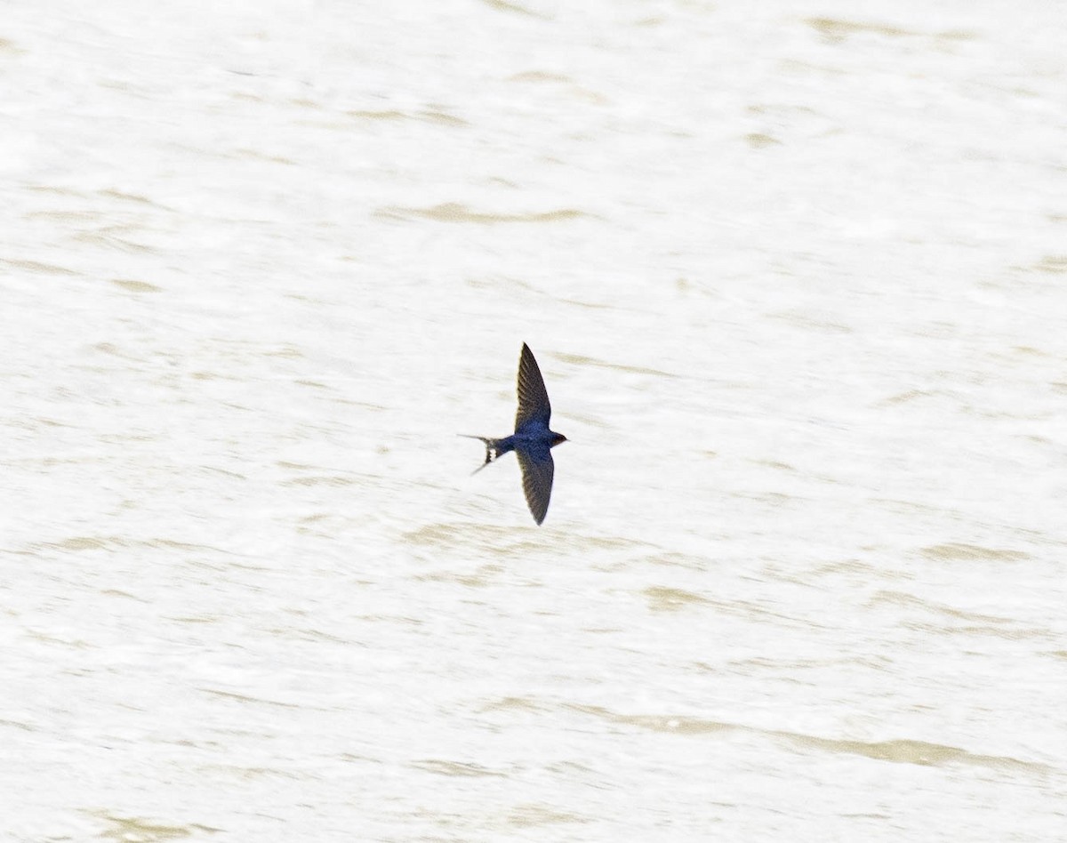 Barn Swallow - ML617849341