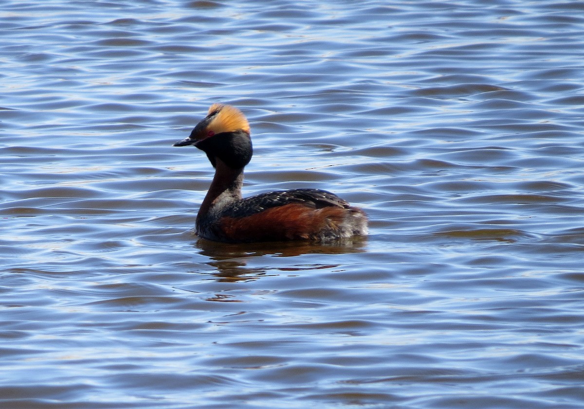 Horned Grebe - Andrew Don