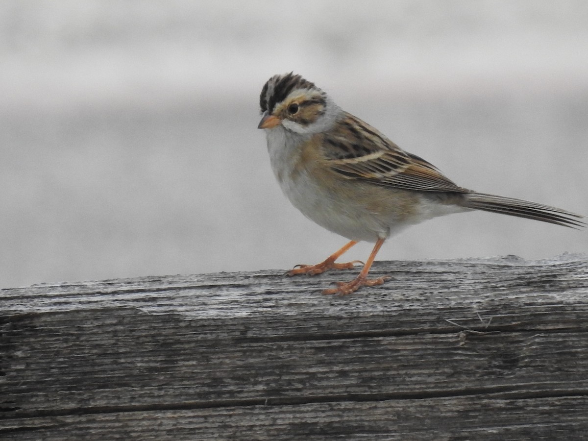 Clay-colored Sparrow - ML617849350