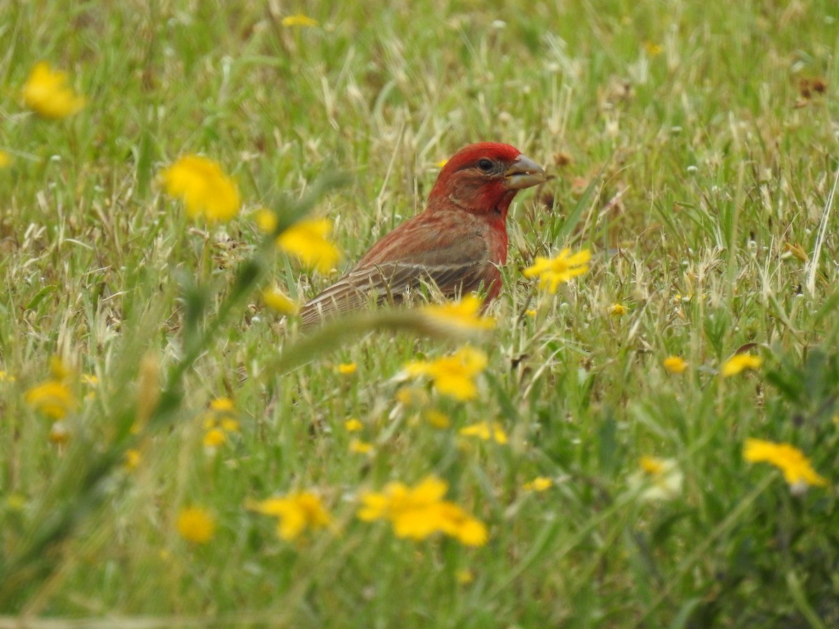 House Finch - ML617849361