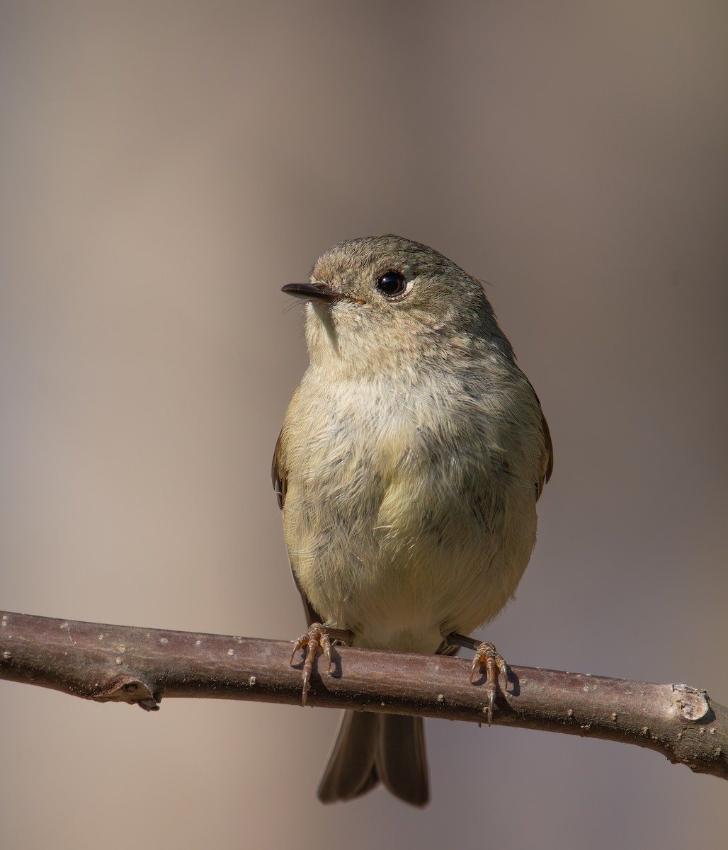 Ruby-crowned Kinglet - ML617849386