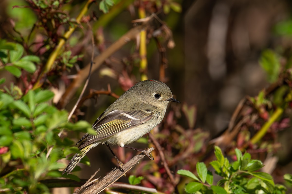 Ruby-crowned Kinglet - ML617849388