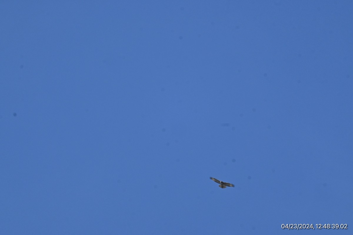 Red-tailed Hawk - Spencer Parsons