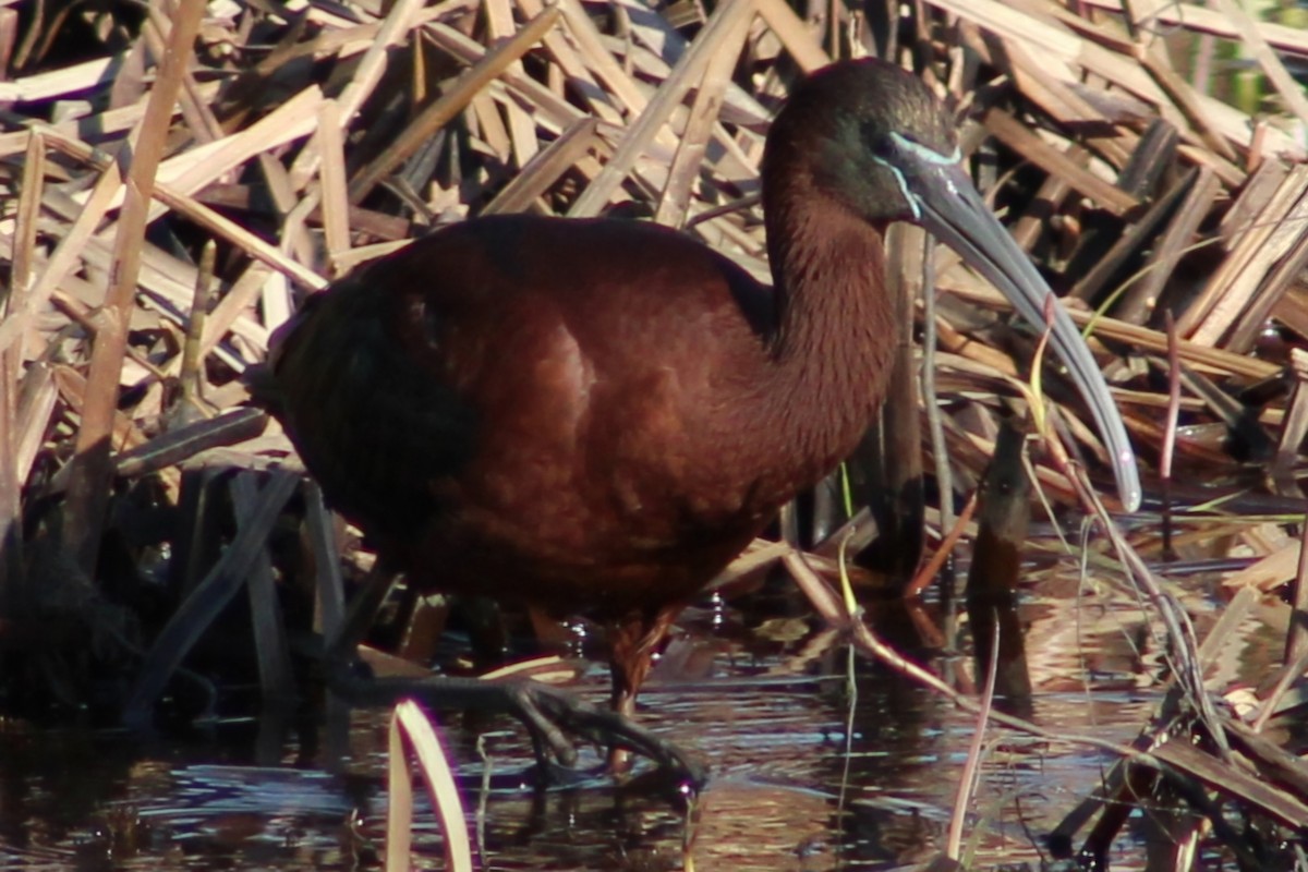 Glossy Ibis - ML617849424