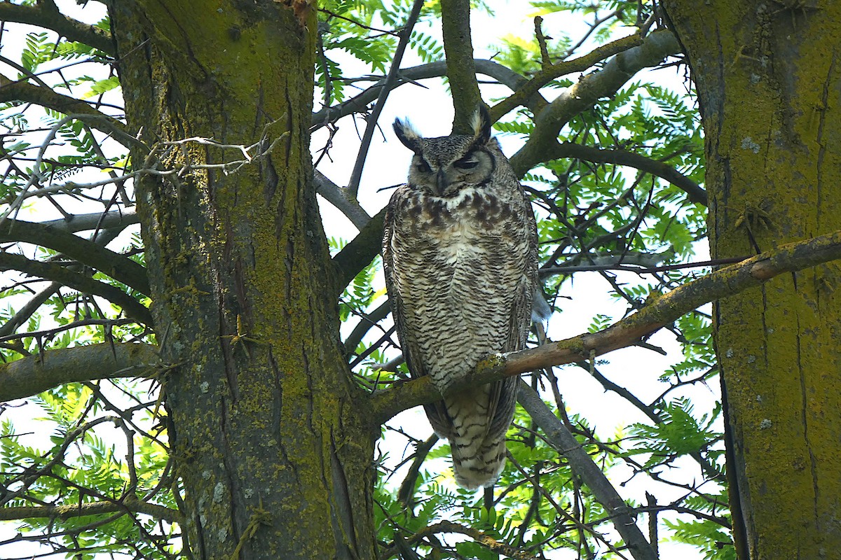 Great Horned Owl - D Krajnovich