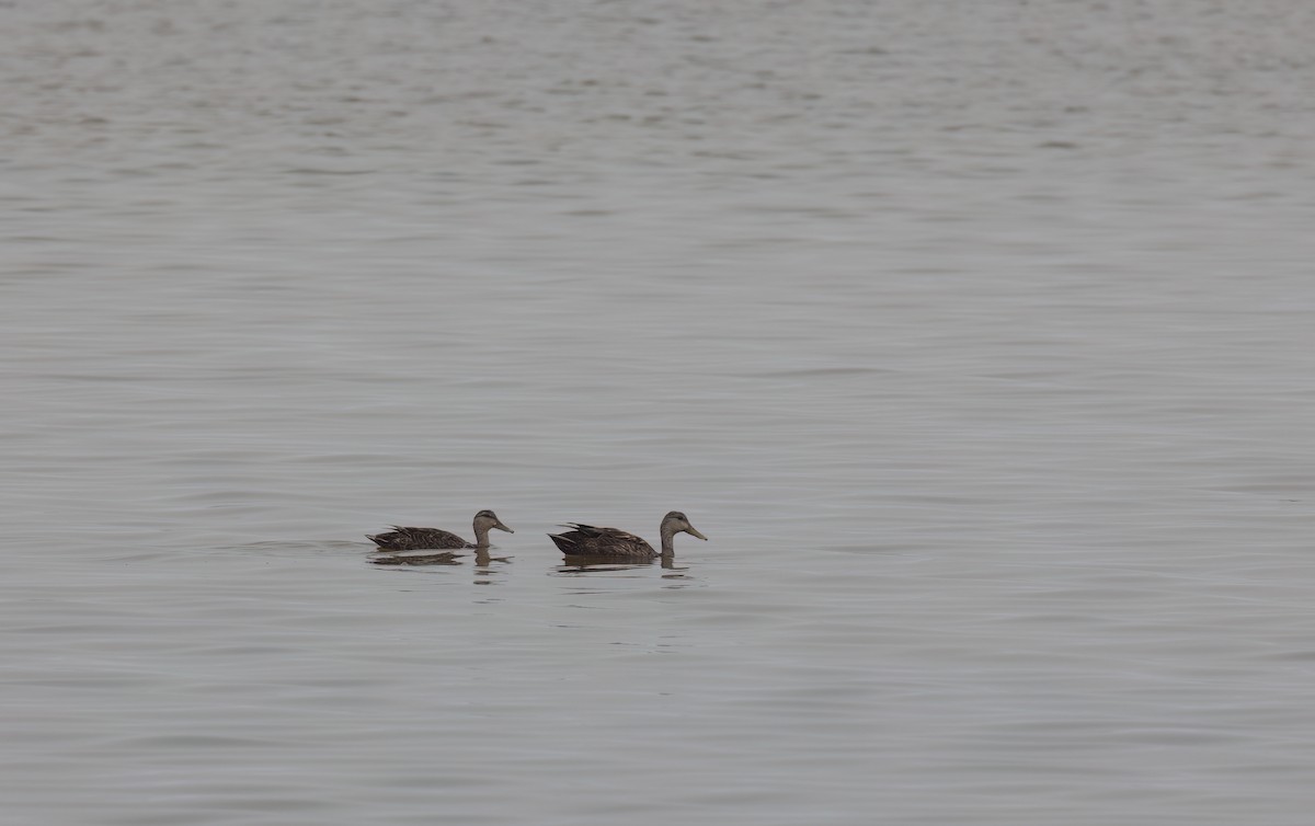 American Black Duck - ML617849433