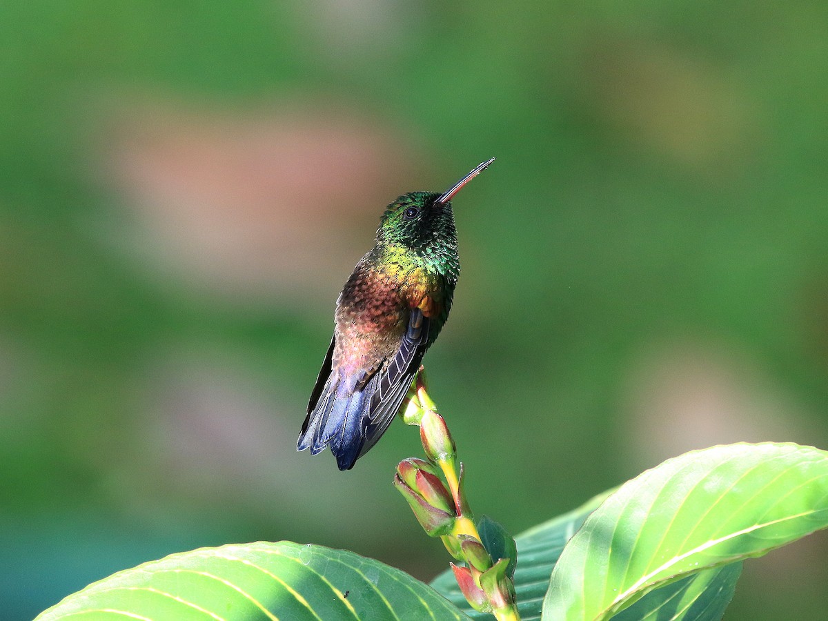 Copper-rumped Hummingbird - ML617849450