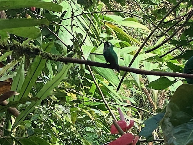 Speckled Hummingbird (melanogenys Group) - ML617849452