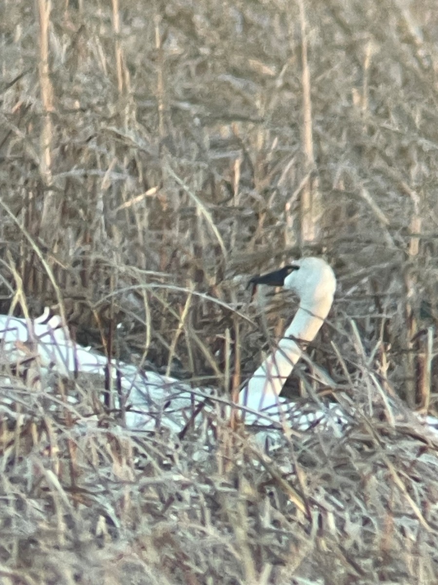 Tundra Swan - ML617849476