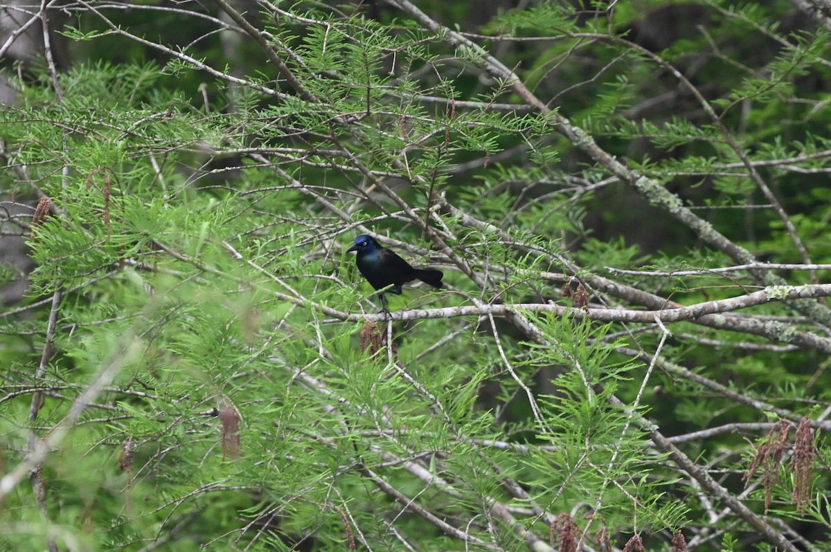 Common Grackle - ML617849478