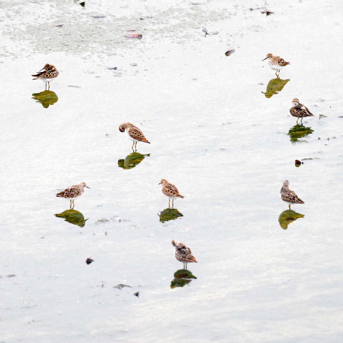 Least Sandpiper - T Reed