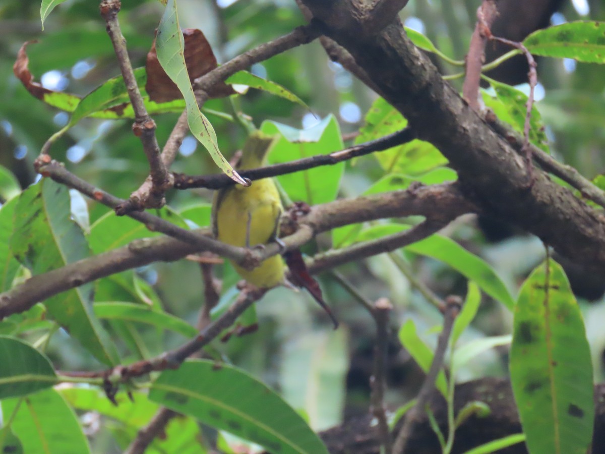 Common Iora - ML617849537