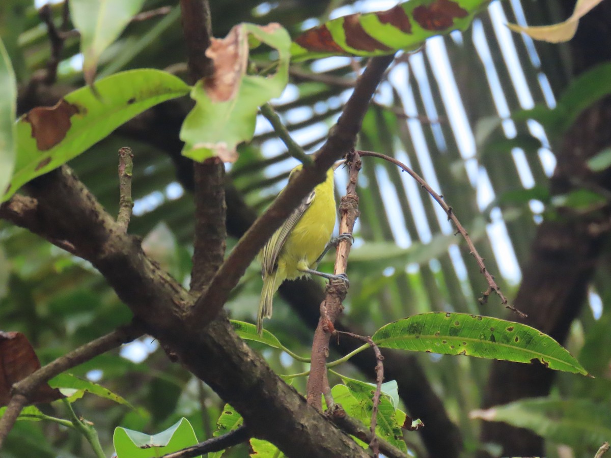 Common Iora - ML617849539