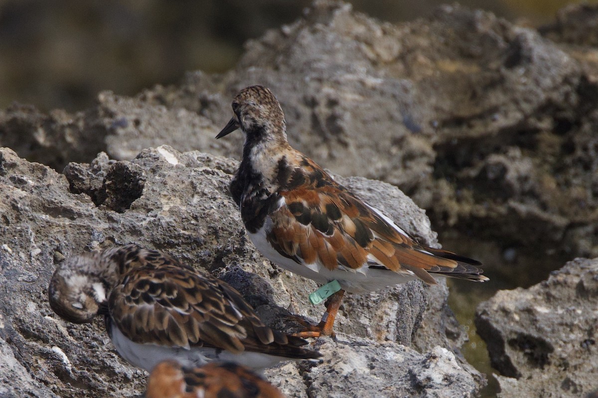 Ruddy Turnstone - Michael St John