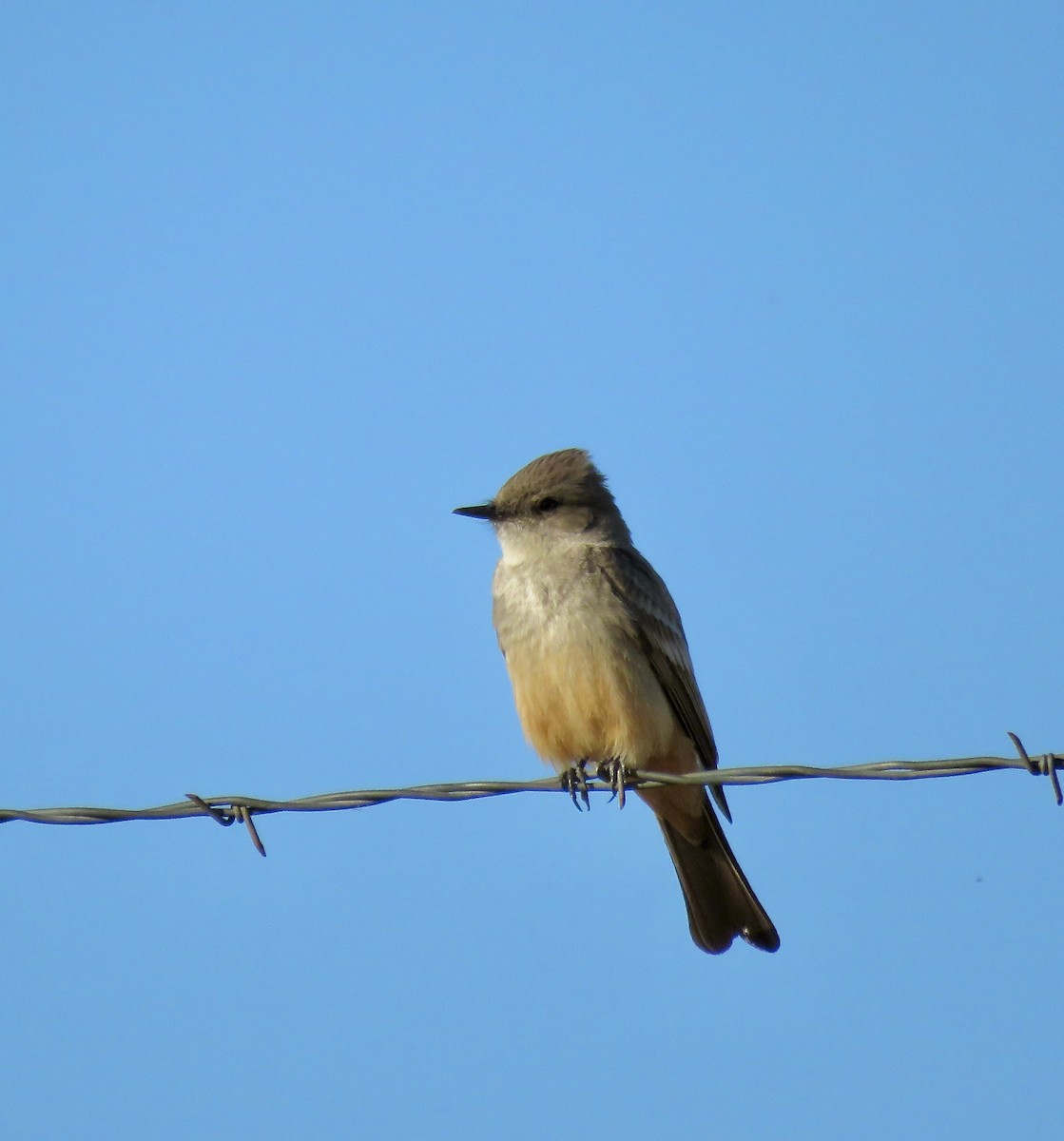 Say's Phoebe - ML617849563