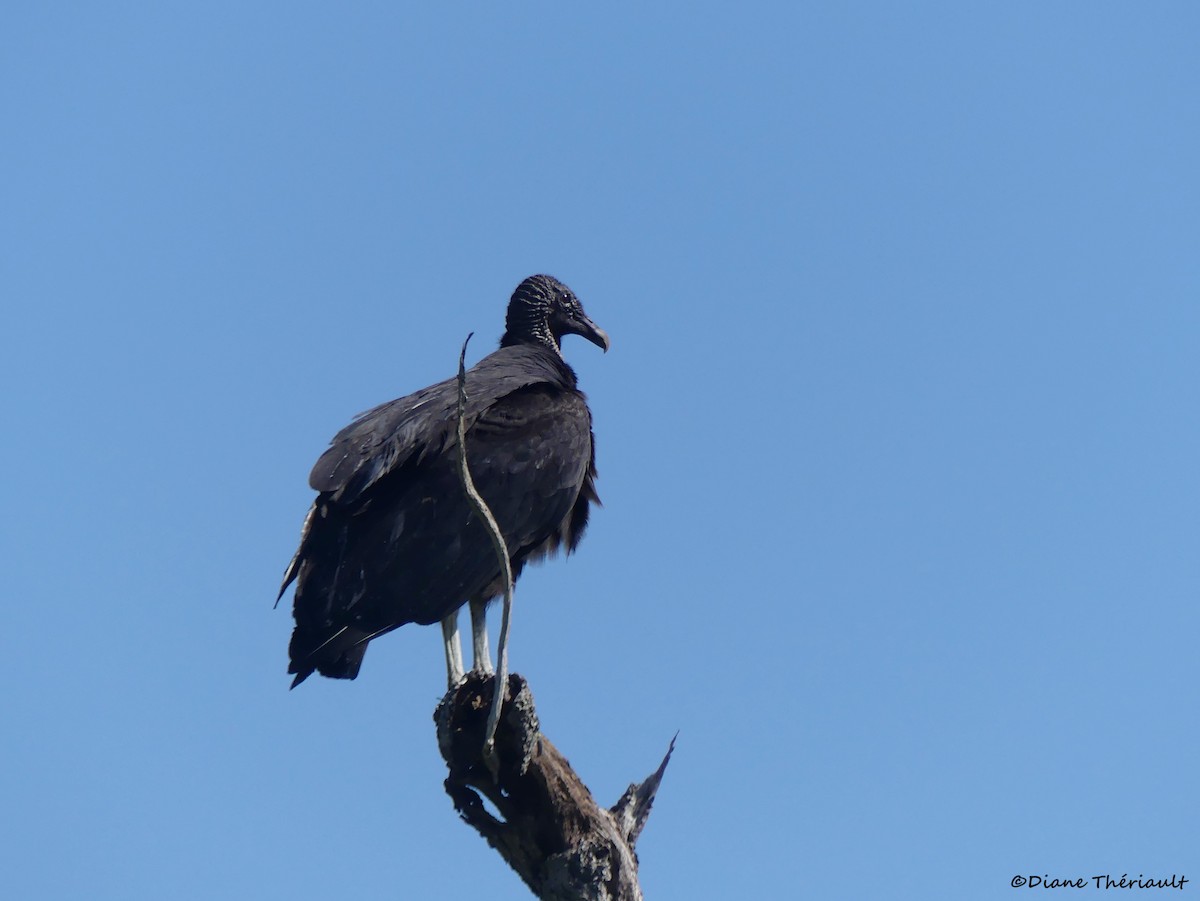 Black Vulture - ML617849565