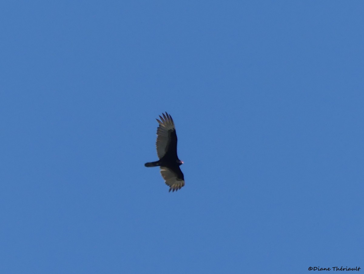 Turkey Vulture - ML617849572