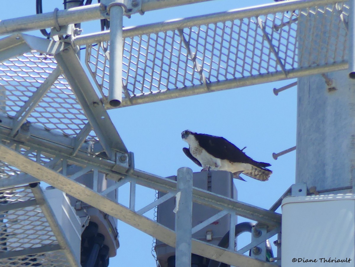 Osprey - Diane Thériault