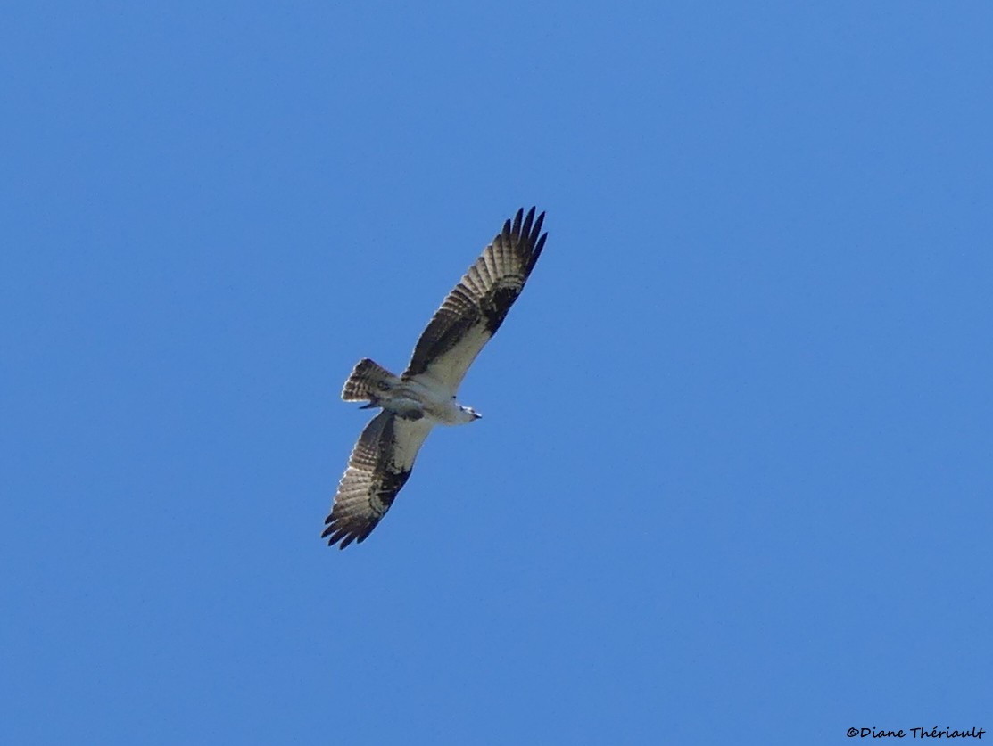 Osprey - ML617849597