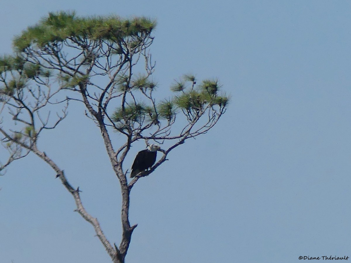 Bald Eagle - ML617849604