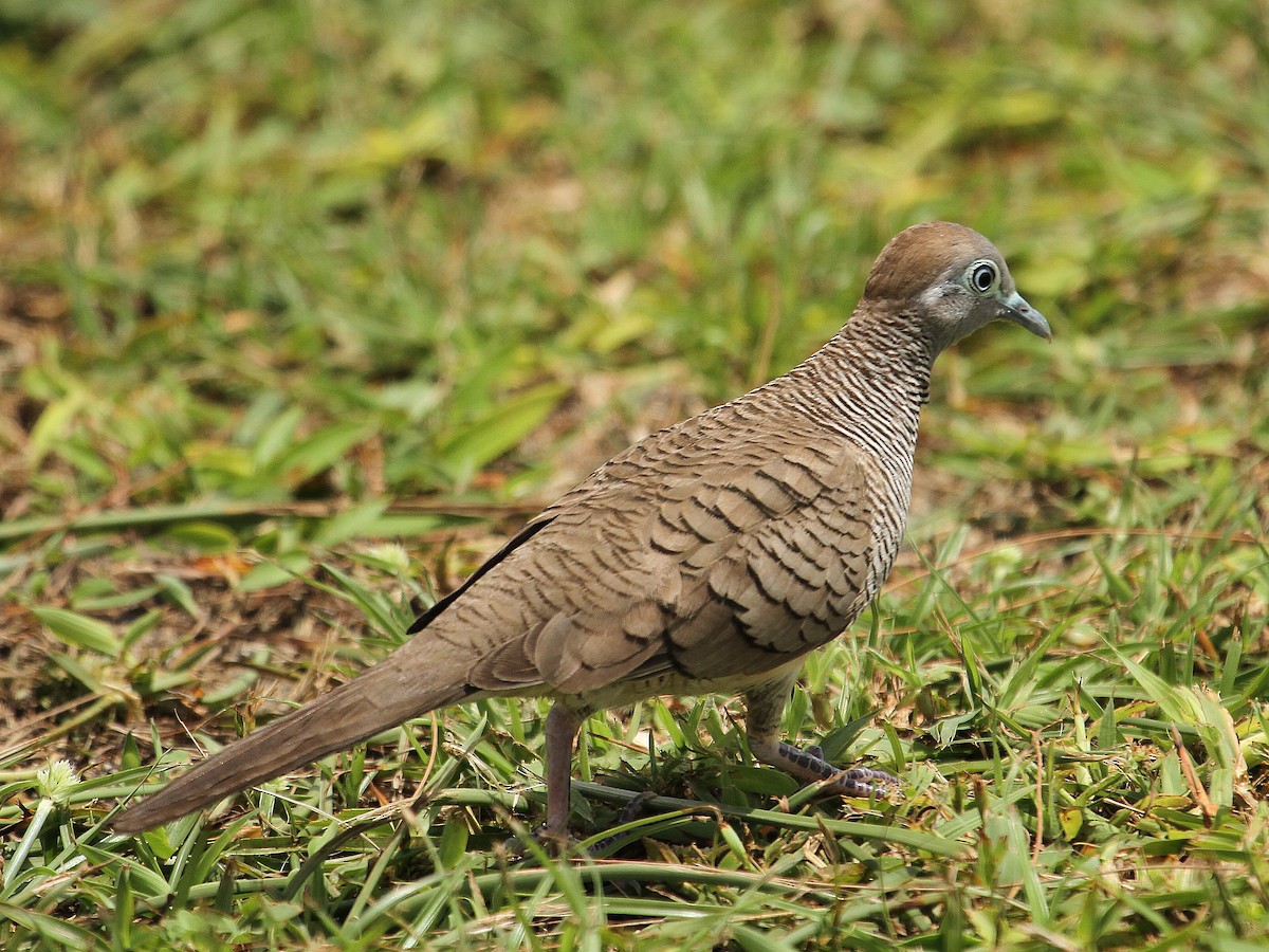 Zebra Dove - ML61784961