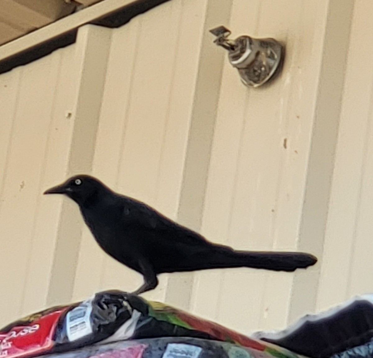 Great-tailed Grackle - ML617849661