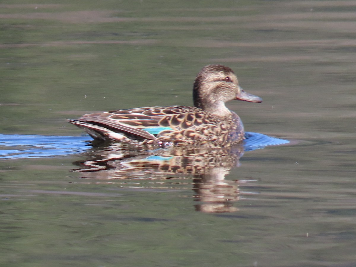 Green-winged Teal - ML617849664