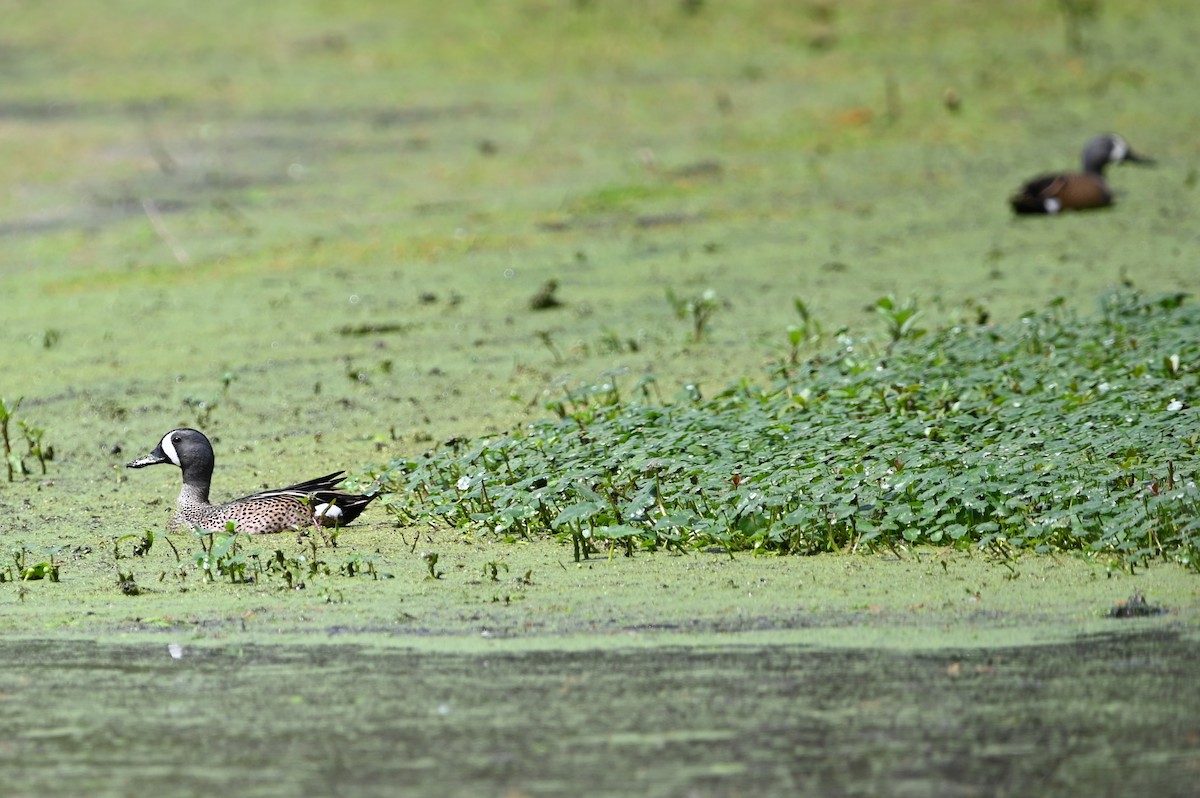 Blue-winged Teal - ML617849668