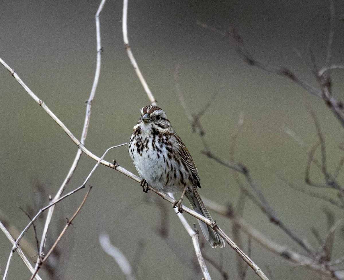 Song Sparrow - ML617849676