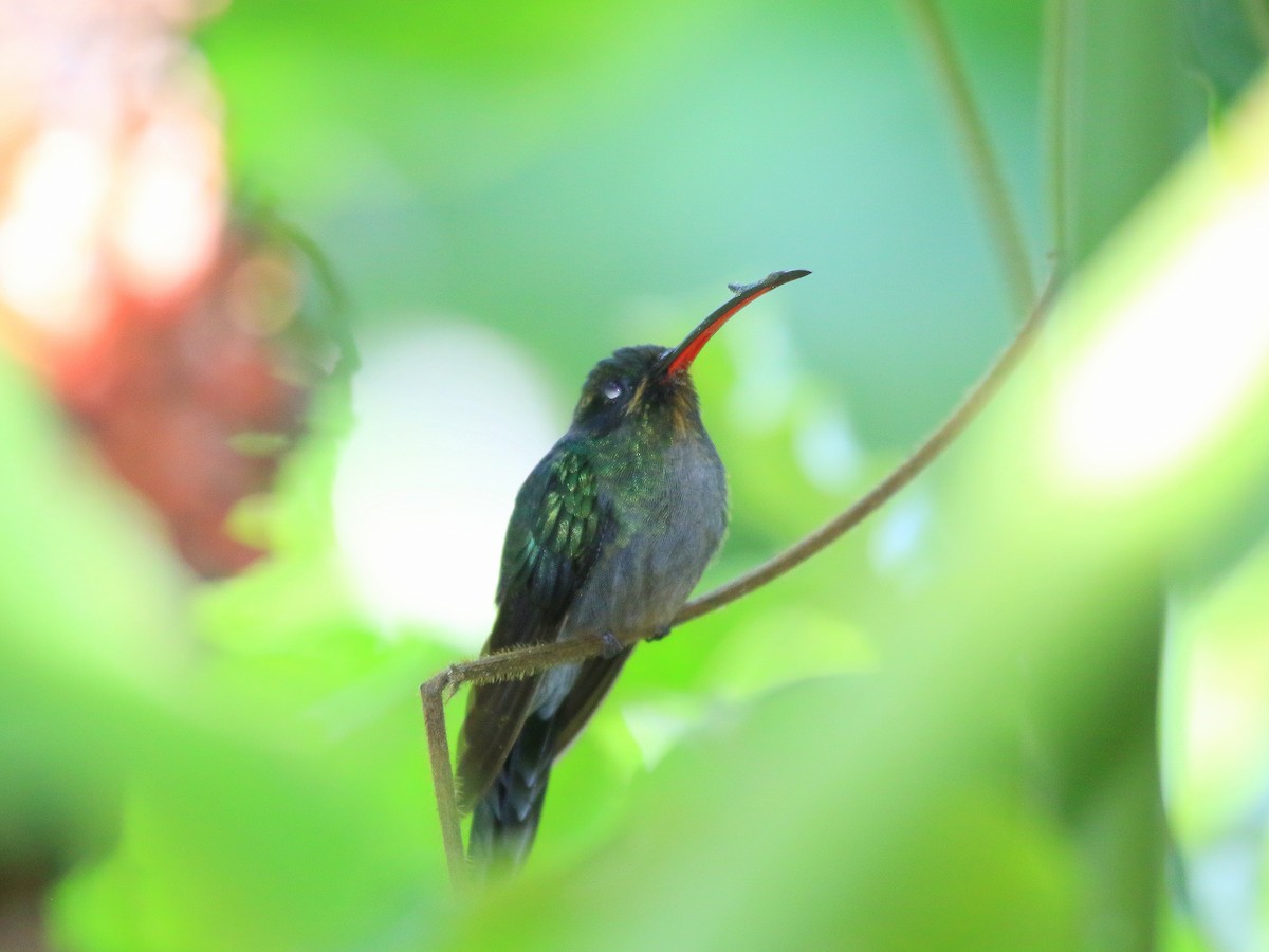 Green Hermit - ML617849677