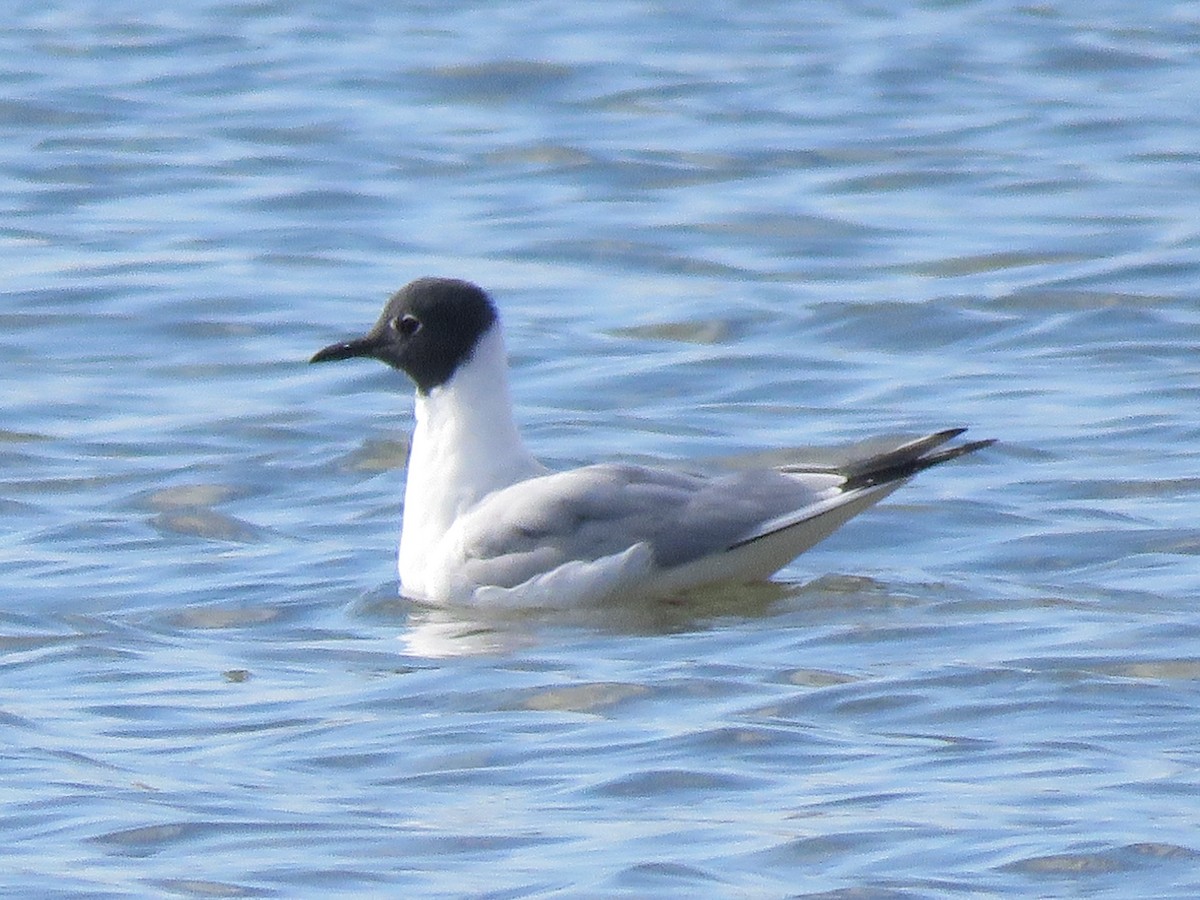 Bonaparte's Gull - ML617849684